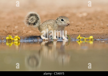 Terra messicana scoiattolo Spermophilus mexicanus o Ictidomys mexicanus bere dal foro per l'acqua a sudovest USA Foto Stock