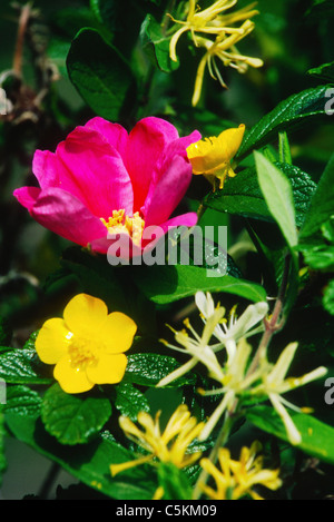 Rosa selvatica, buttercup e caprifoglio Edgartown, MA Foto Stock