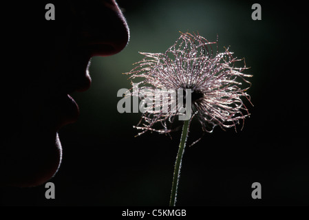 Odore di Vecchio Uomo€™s whiskers, Estes Park, CO Foto Stock