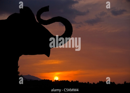 Elefanti a sunrise, un free-standing acciaio saldato scultura in La Borrego Valley, California Foto Stock