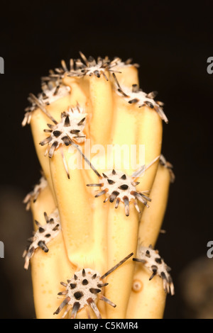 Cholla cactus segmento dopo wildfire, NV Foto Stock