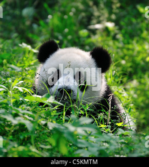 Un simpatico panda cub solleva la sua testa da cespugli verdi. Chengdu Sichuan, in Cina. Foto Stock