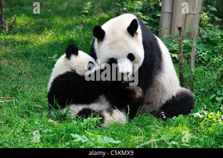 Panda gigante giocando in erba. Chengdu Sichuan, in Cina. Foto Stock