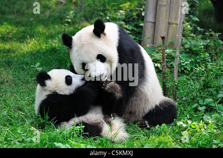 Panda gigante giocando in erba. Chengdu Sichuan, in Cina. Foto Stock
