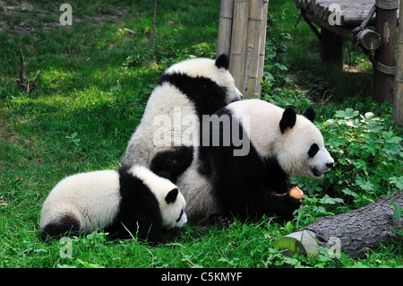 Panda gigante giocando in erba. Chengdu Sichuan, in Cina. Foto Stock
