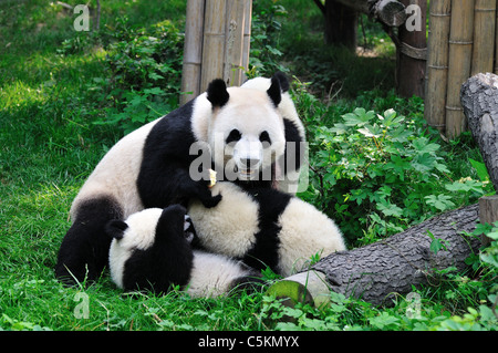 Panda gigante giocando in erba. Chengdu Sichuan, in Cina. Foto Stock