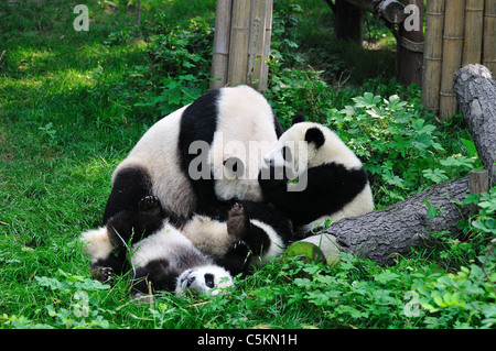 Panda gigante giocando in erba. Chengdu Sichuan, in Cina. Foto Stock
