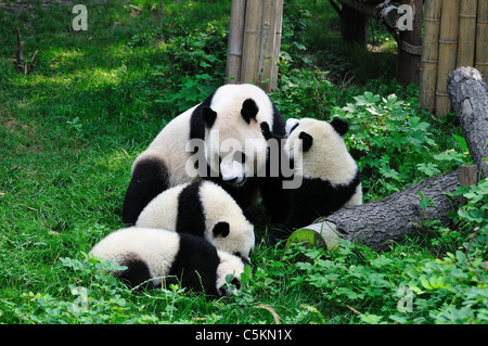 Quattro capretti pandas giocando. Chengdu Sichuan, in Cina. Foto Stock