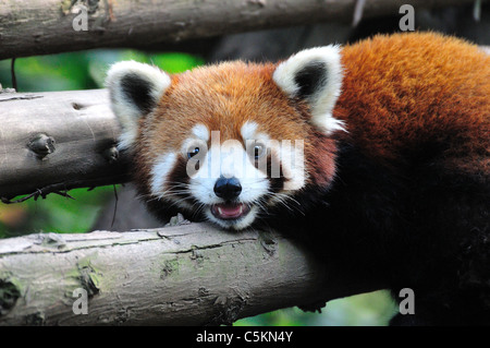 Close-up della testa e del viso di un panda rosso (Ailurus fulgens). Chengdu Research Base del Panda Gigante Allevamento, Chengdu, in Cina. Foto Stock