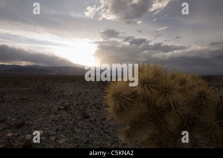 Sole di setting e cholla cactus, Death Valley, CA Foto Stock