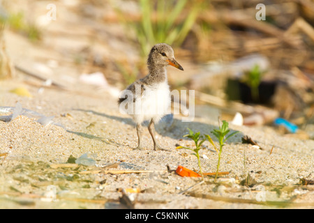 American Oystercatcher chick in posa sulla spiaggia inquinati Foto Stock