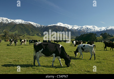 Il frisone vacche da latte di pascolare su erba, nevato Kaikoura Seaward montagne sullo sfondo, Isola del Sud, Nuova Zelanda Foto Stock