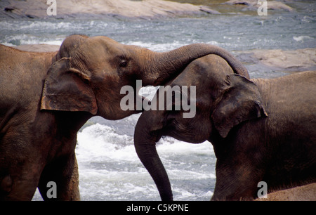 Due dello Sri Lanka che abbraccia gli elefanti, uno con il suo tronco oltre l altro€™s di testa, Pinnewela l'Orfanotrofio degli Elefanti, Sri Lanka. Foto Stock