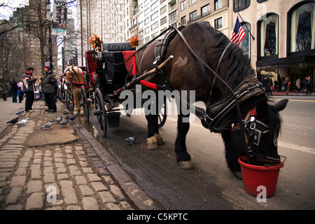 Manhattan, New York: New York City carrozze trainate da cavalli schierati al cordolo esterno Central Park sulla 59th Street. Il primo buio Foto Stock