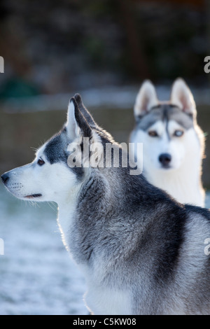 Due Siberian Husky cercando in direzioni diverse in uno con occhio azzurro con un innevate sullo sfondo sfocato Foto Stock