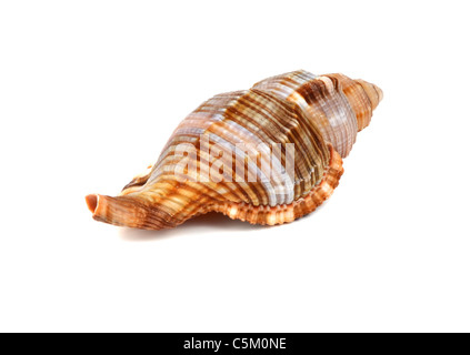 Marine cockleshell isolati su sfondo bianco Foto Stock