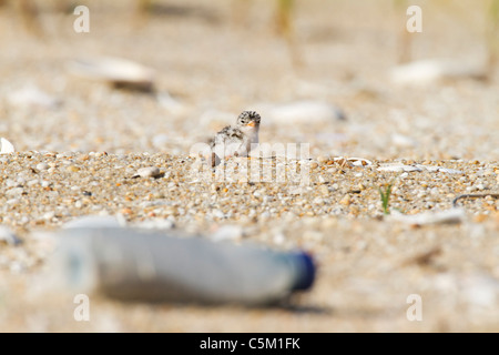 Almeno Tern pulcino su spiaggia inquinati Foto Stock