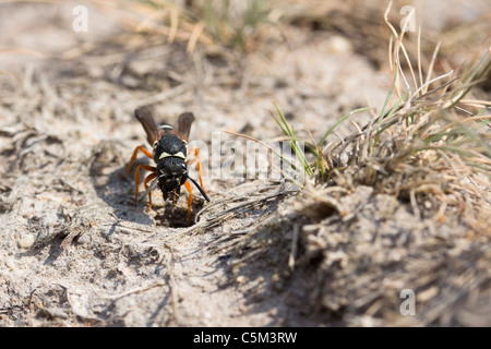 Purbeck mason wasp (Pseudepipona herrichii) rimozione del bottino. Dorset, Regno Unito. Foto Stock