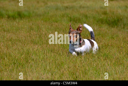Carino piccolo tricolore Jack Russell Terrier in piedi nel campo di erba Staring Foto Stock