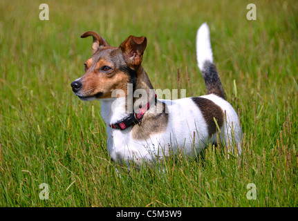 Carino piccolo tricolore Jack Russell Terrier in piedi nel campo di erba staring Foto Stock