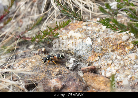 Il raro mason di Purbeck wasp (Pseudepipona herrichii) maschio. Dorset, Regno Unito. Foto Stock