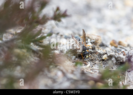 Purbeck mason wasp (Pseudepipona herrichii). Dorset, Regno Unito. Foto Stock