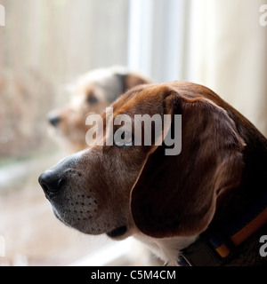 Due cani con ansia da separazione guardando fuori dalla finestra e attendono con impazienza il ritorno dei loro proprietari. Profondità di campo. Foto Stock