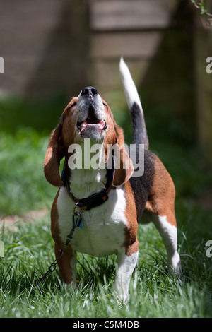 Un segugio beagle razza cane che abbaia all'esterno. Profondità di campo. Foto Stock