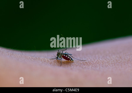 Asian zanzara tigre morde la pelle, di alimentazione del sangue umano Foto Stock