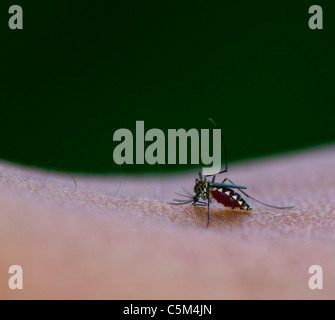 Mosquito succhiare il sangue dalla pelle umana corpo Foto Stock