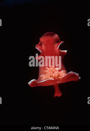 Spanish Dancer Nudibranch (Hexabranchus sanguineus) nuota di notte. Mar Rosso, Egitto Foto Stock