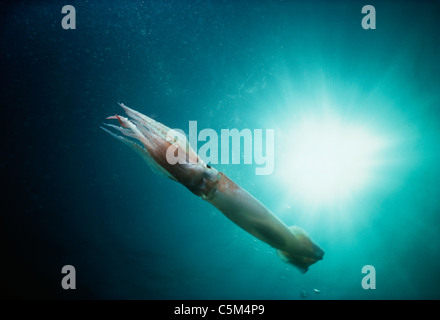 A breve aletta di Calamari (Illex illecebrosus) nuota in mare aperto. La Nuova Inghilterra (USA) - Nord Oceano Atlantico. Foto Stock