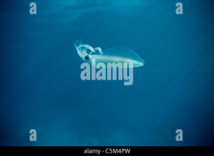 Reef Bigfin Squid (Sepioteuthis lessoniana) nuota in mare aperto, Egitto - Mar Rosso. Foto Stock