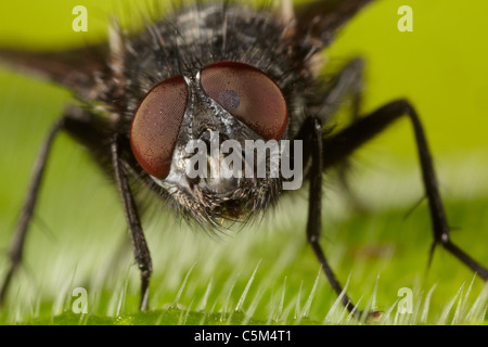 Bluebottle, Calliphora vomitoria, blow fly, REGNO UNITO Foto Stock