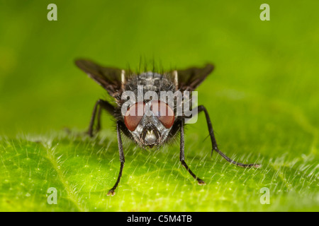 Bluebottle, Calliphora vomitoria, blow fly, REGNO UNITO Foto Stock