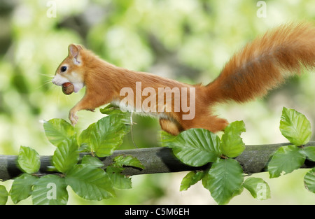 Rosso europeo scoiattolo (Sciurus vulgaris). I capretti con nocciola saltando su un ramo. Germania Foto Stock