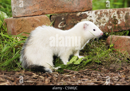 Polecat domestico di fronte di mattoni / Mustela putorius f.furo Foto Stock