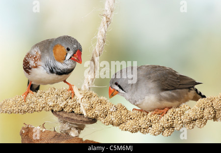 2 Zebra fringuelli mangiare / Poephila guttata Foto Stock