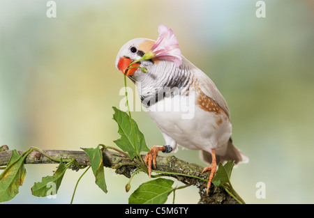 Zebra Finch (Taenipygia Guttata). Uccello adulto appollaiato su un ramoscello, tirando atflowering Hedge Bindweed. Germania Foto Stock