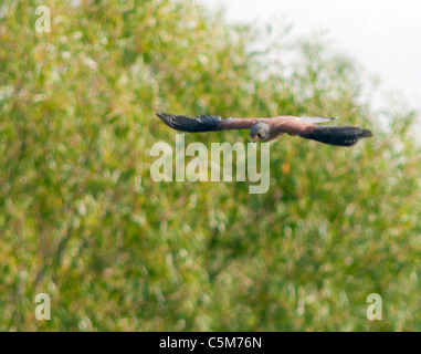 Maschio, il Gheppio Falco tinnunculus in bilico in cerca di prede Foto Stock