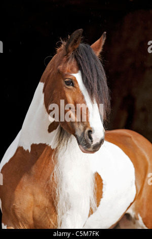 Tinker, Gypsy Vanner cavallo. Ritratto di adulto Foto Stock