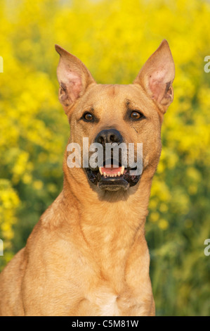Cane di razza mista. Ritratto di un adulto Foto Stock