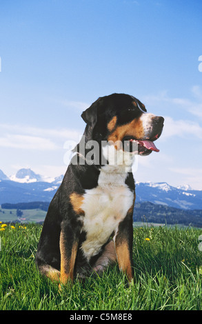 Maggiore Swiss Mountain Dog - seduta sul prato Foto Stock