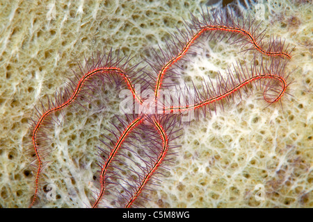 Una spugna friabile (star Ophiothrix suensonii). Prese a Roatan, un'isola tropicale al largo della costa di Honduras. Foto Stock