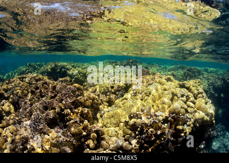 Una barriera corallina piana in corrispondenza della superficie dell'oceano a isole del Cigno, un gruppo remoto di isole 90 miglia al largo della costa di Honduras. Foto Stock