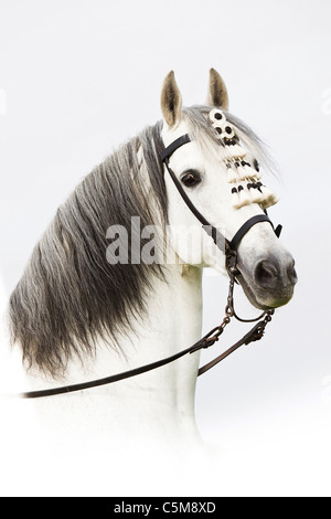 Pura spagnola a cavallo di razza - Ritratto Foto Stock