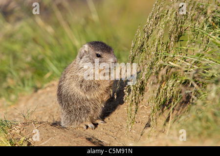 La marmotta alpina - cub - In piedi / Marmota marmota Foto Stock