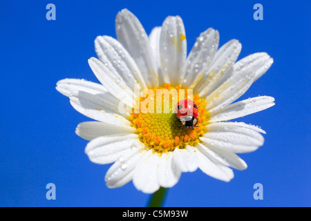 Due macchie coccinella, due macchie Lady Beetle (Adalia bipunctata sul collegamento daisy fiore. Foto Stock