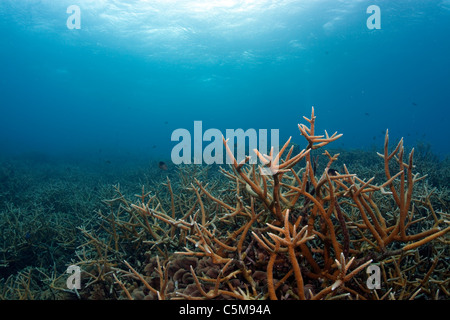 Un sano stand di specie in pericolo la staghorn coral a Cordelia banche a Roatan, un'isola al largo della costa di Honduras. Foto Stock