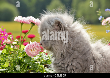 Highlander kitten - lo sniffing in fiore Foto Stock